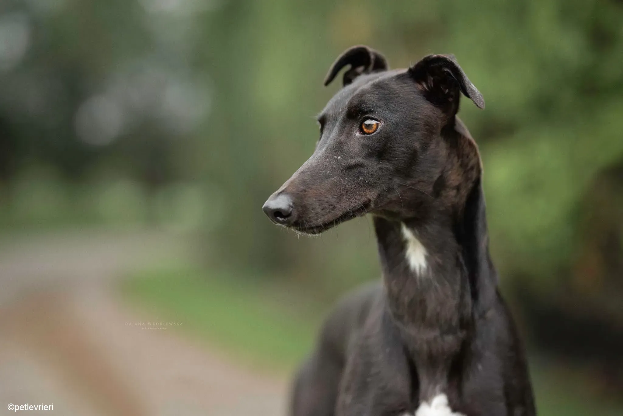 Diamont adozione levrieri greyhound 2