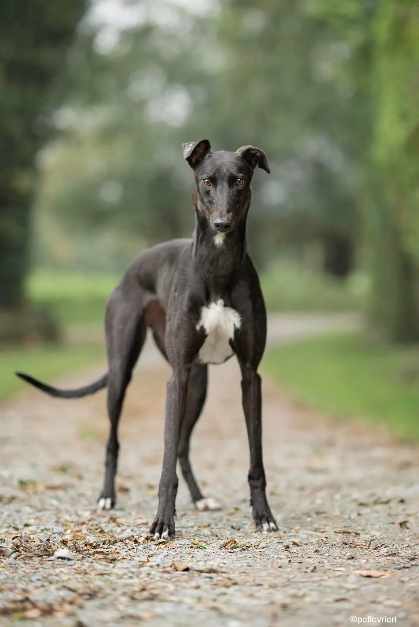 Diamont adozione levrieri greyhound 3