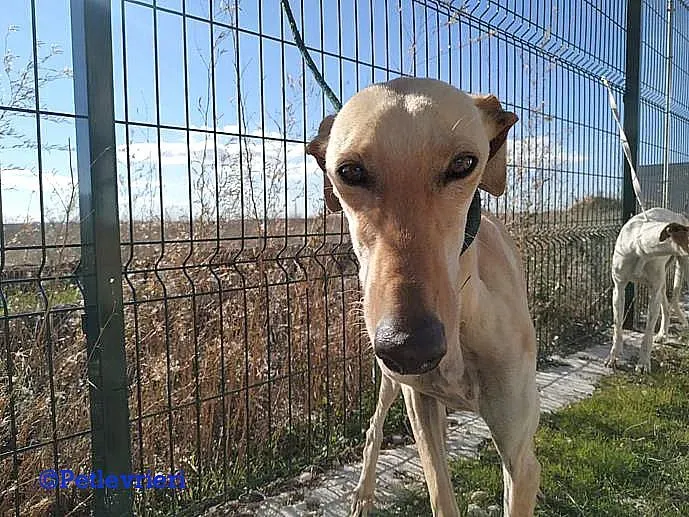 Diana adozione levrieri galgo 01