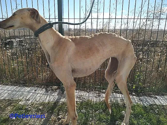 Diana adozione levrieri galgo 02