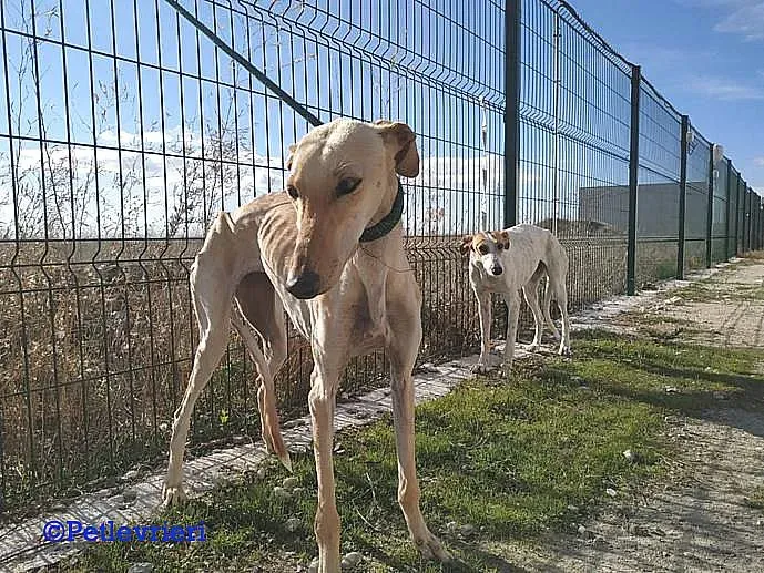 Diana adozione levrieri galgo 03