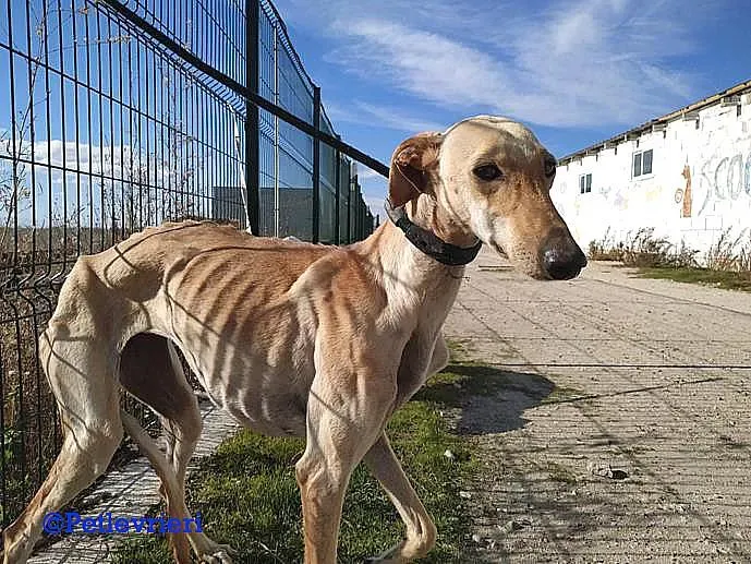 Diana adozione levrieri galgo 04