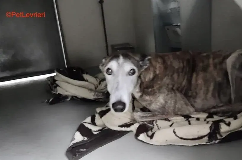 Dimas adozione galgo pet levrieri onlus 2 e1670583217791