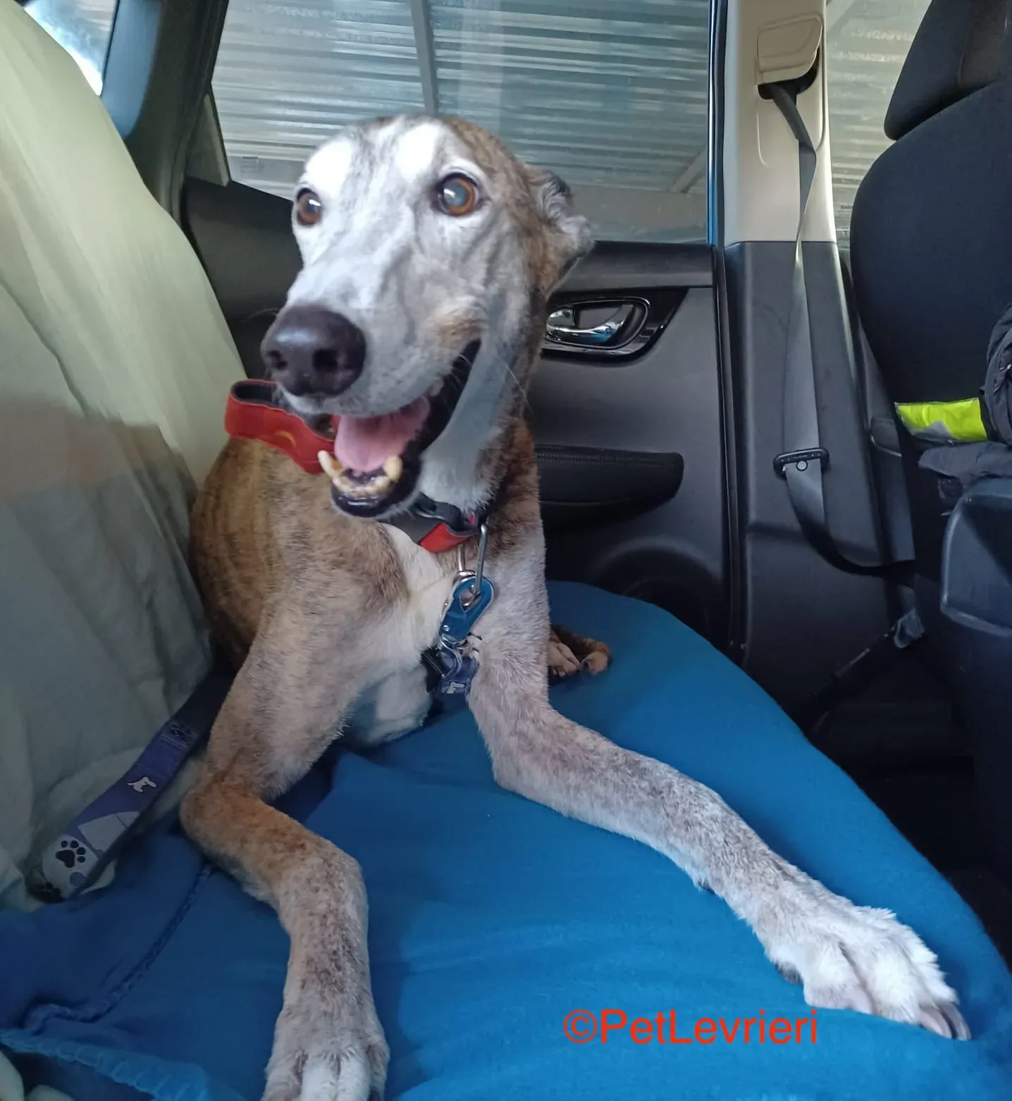 Dimas adozione galgo pet levrieri onlus.1