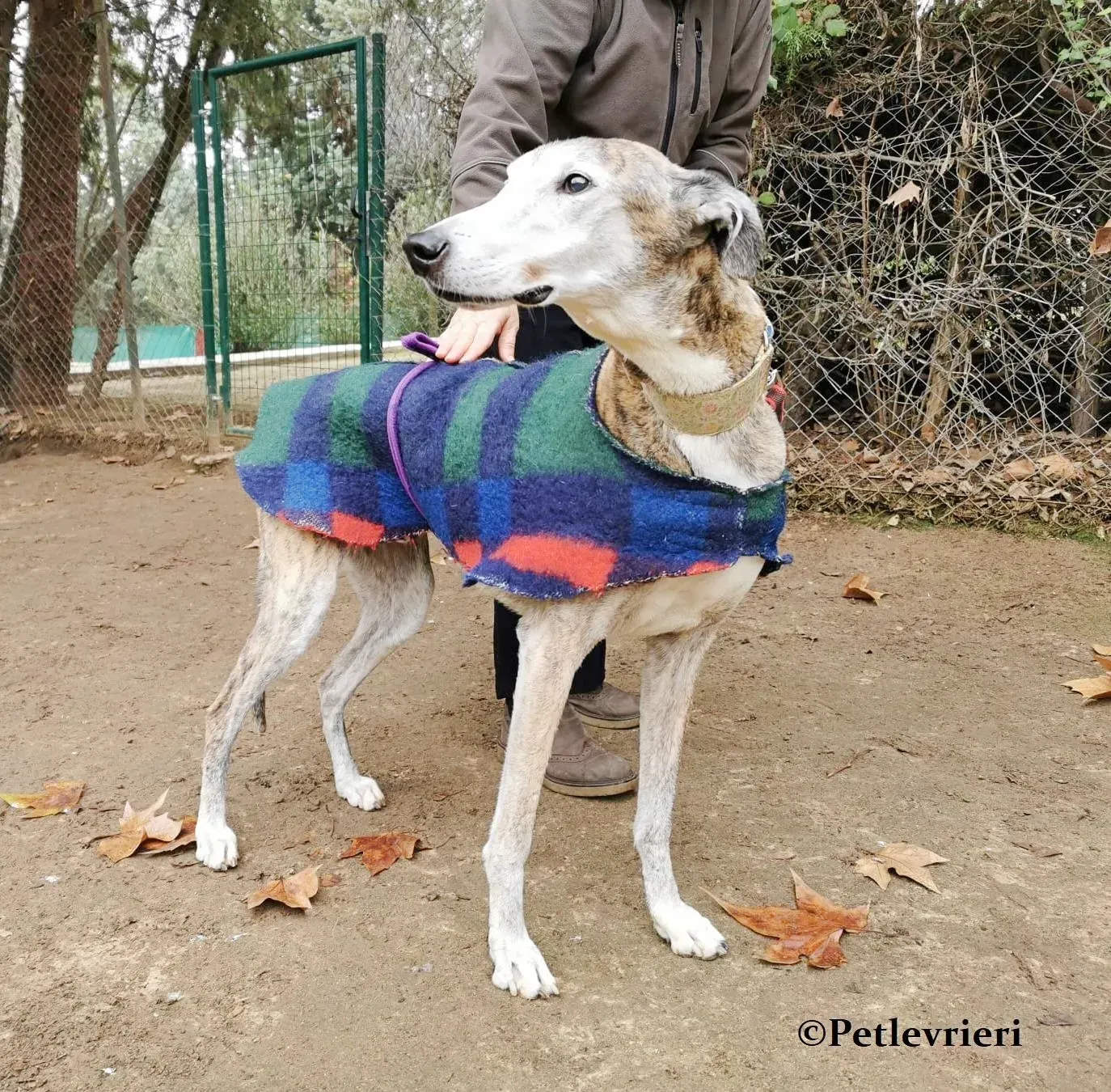 Dimas galgo adozione pet levrieri onlus 3 1