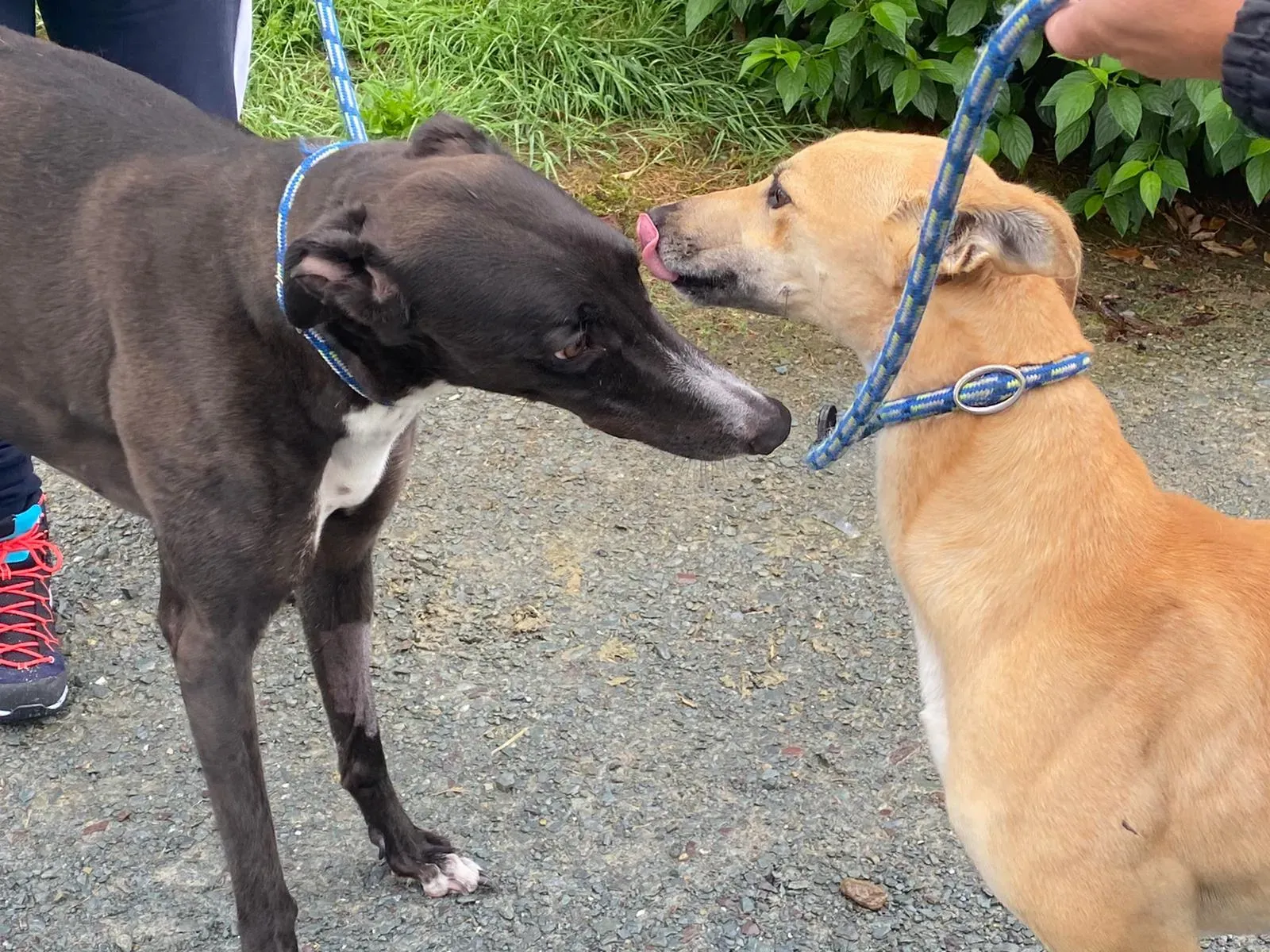 Dinny e Hanna Greyhound adozione levrieri