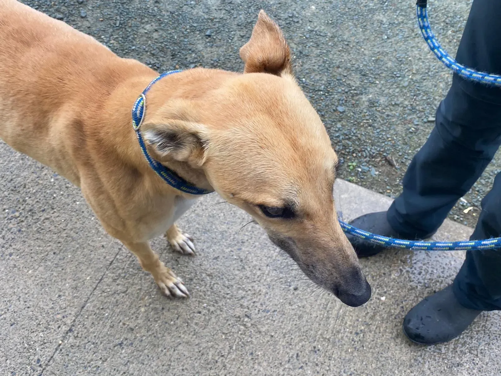 Dinny greyhound orecchia adozione levrieri 1