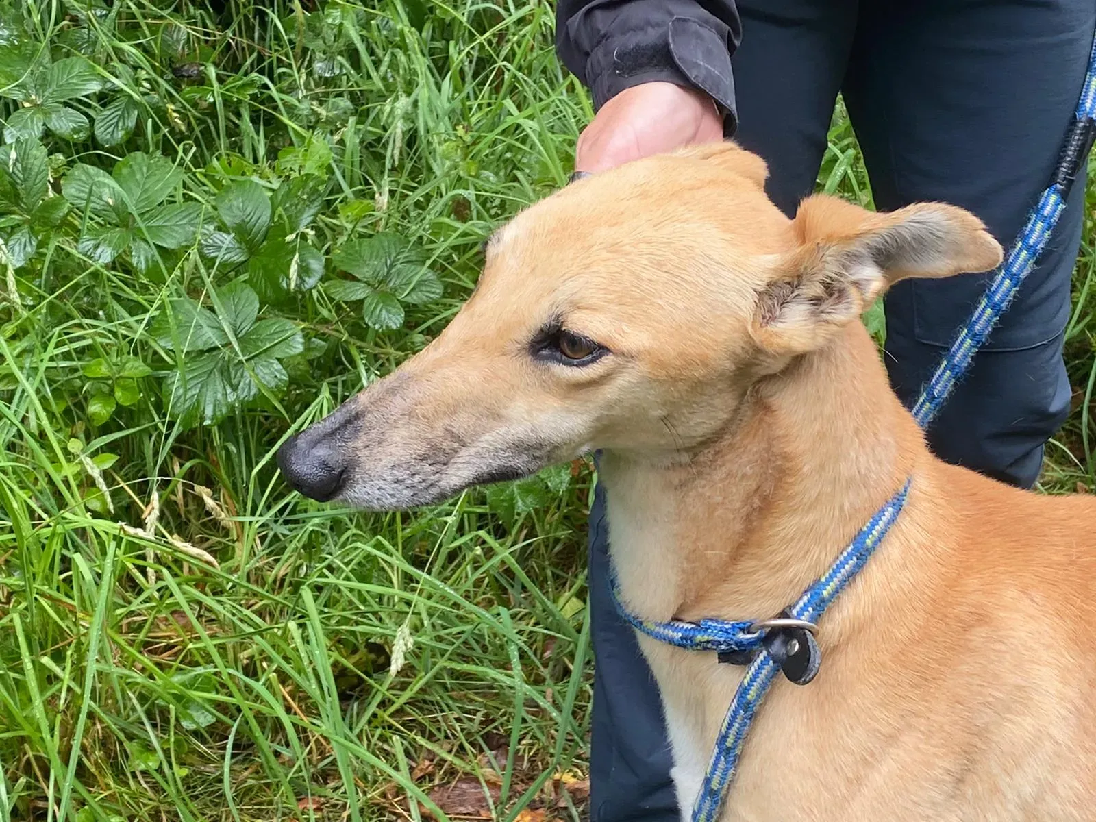 Dinny greyhound orecchia adozione levrieri 2