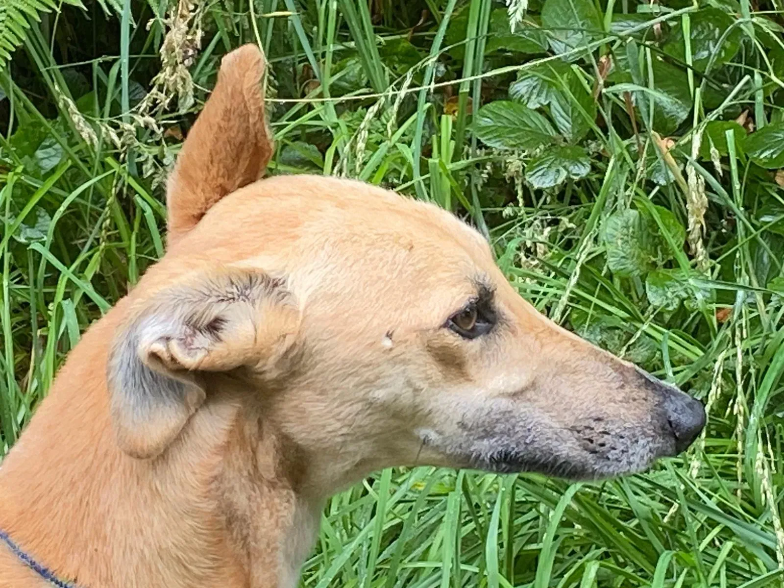 Dinny greyhound orecchia adozione levrieri 3