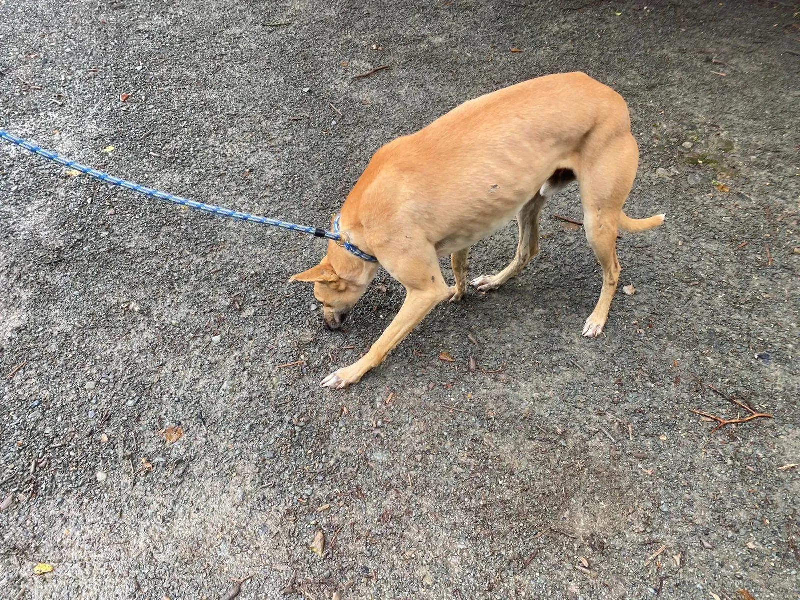 Dinny greyhound orecchia adozione levrieri 4