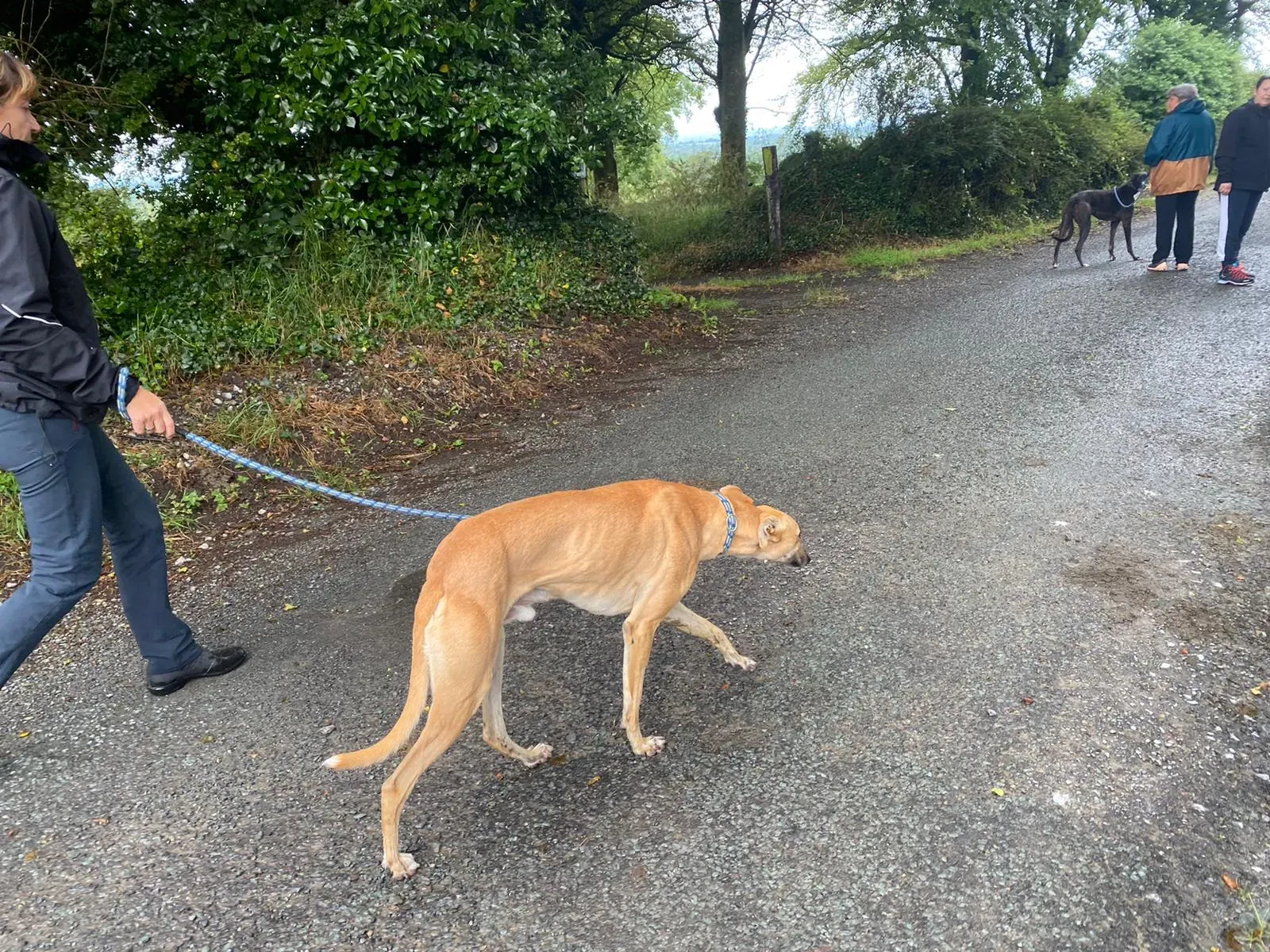 Dinny greyhound orecchia adozione levrieri 5