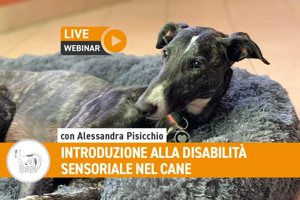 Disabilita Sensoriale
