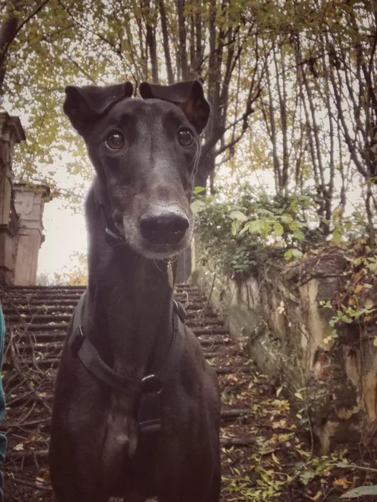 Dizzie Greyhound adozione levrieri 1
