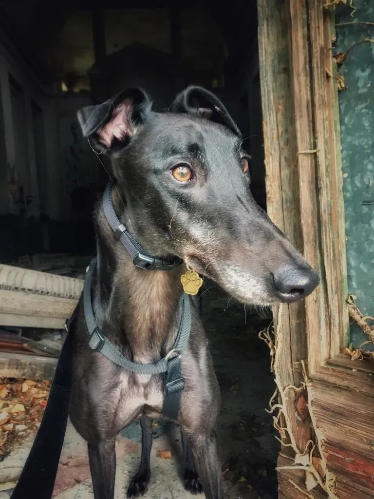 Dizzie Greyhound adozione levrieri 2
