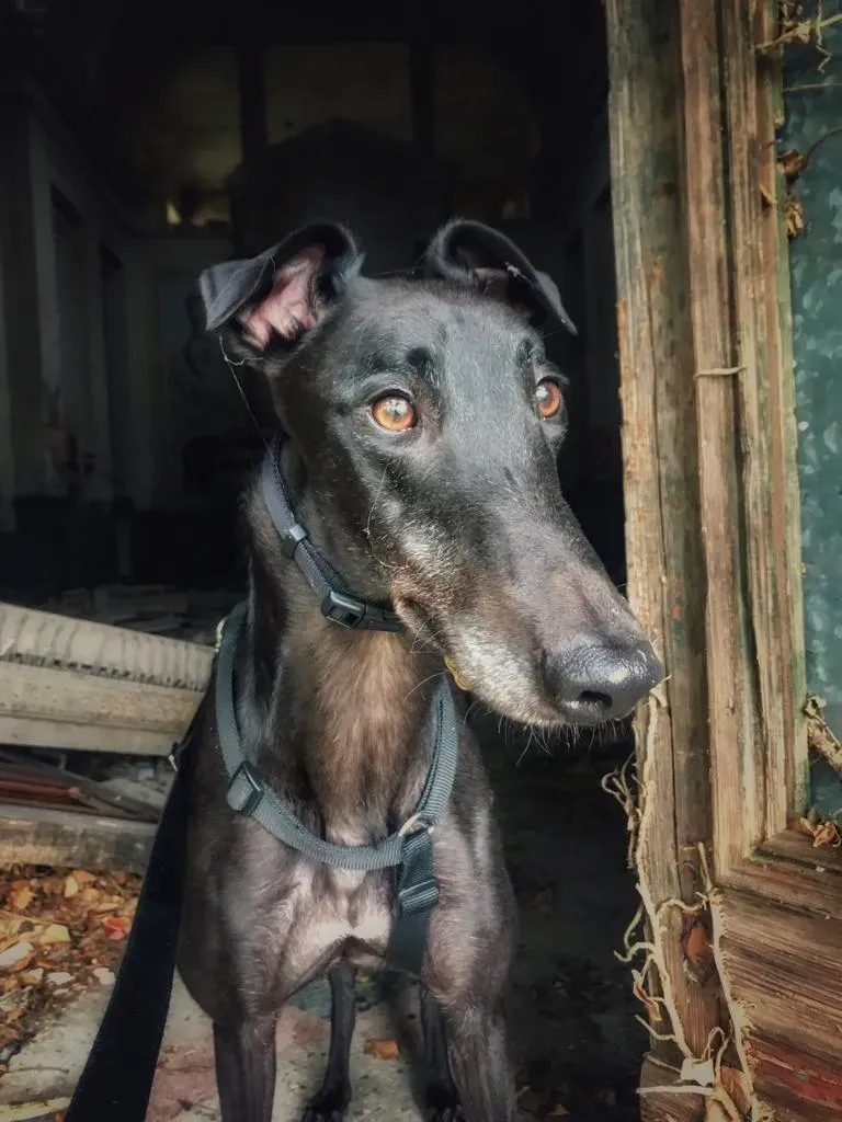 Dizzie Greyhound adozione levrieri 3