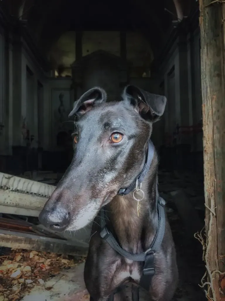 Dizzie Greyhound adozione levrieri 4