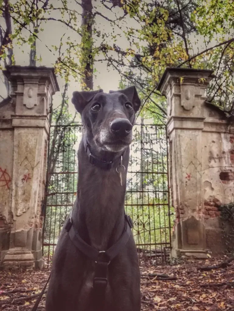 Dizzie Greyhound adozione levrieri 5