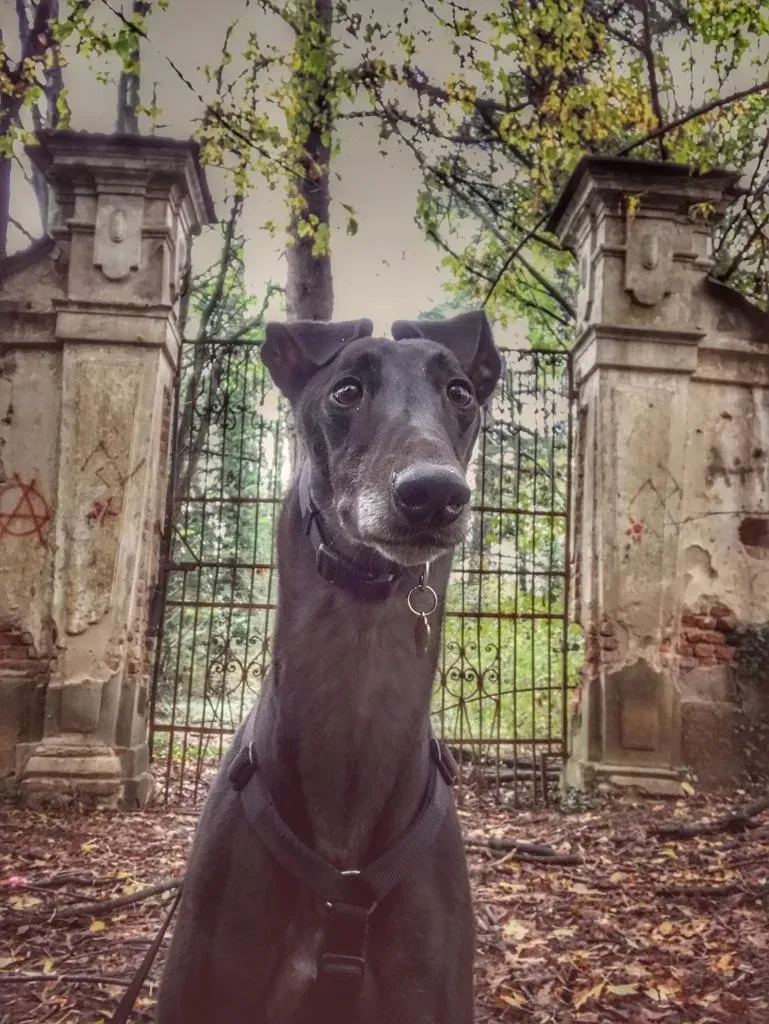 Dizzie Greyhound adozione levrieri 6