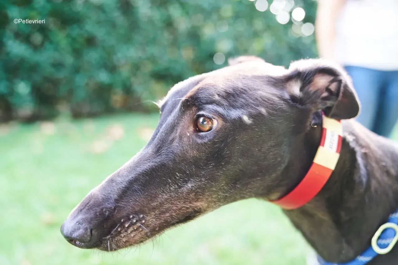 Dizzie pet levrieri greyhound1 1