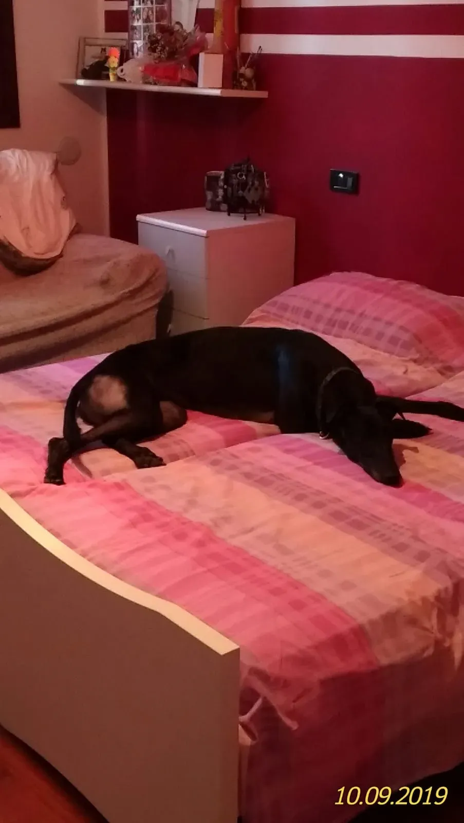 Dizzie pet levrieri greyhound10