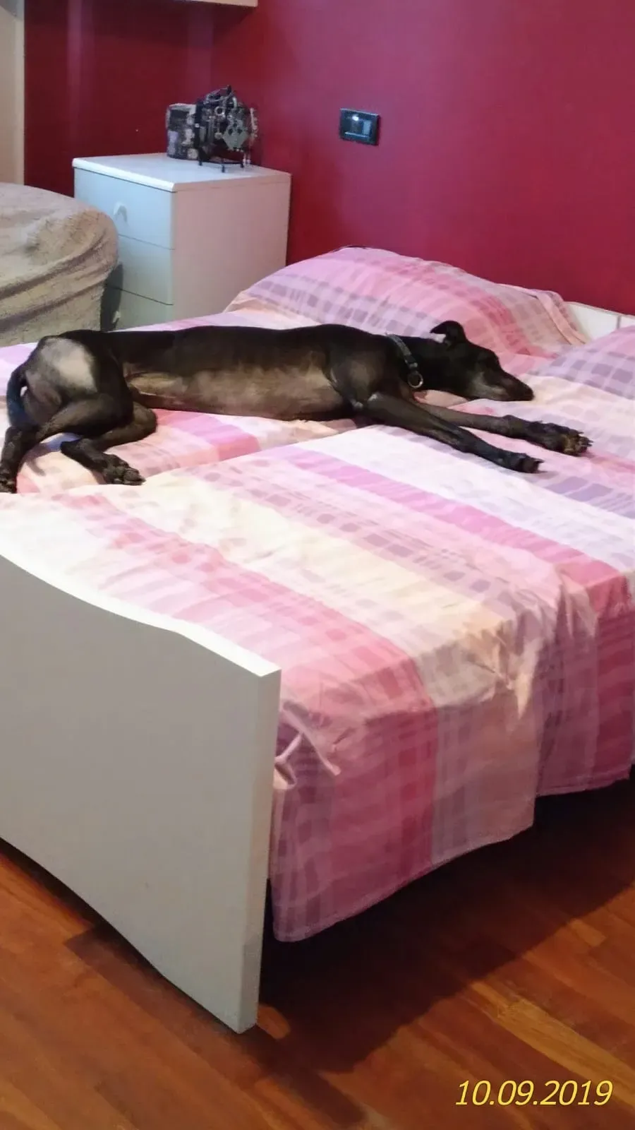 Dizzie pet levrieri greyhound11