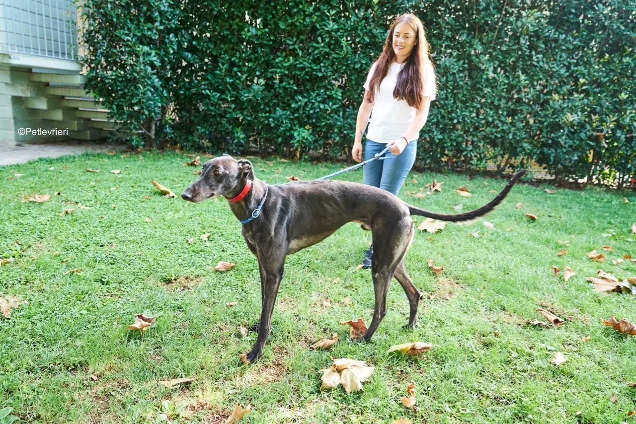 Dizzie pet levrieri greyhound2 1