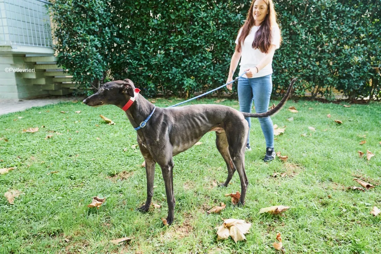Dizzie pet levrieri greyhound3 1