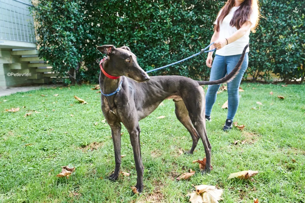 Dizzie pet levrieri greyhound4 1