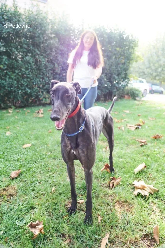 Dizzie pet levrieri greyhound5 683x1024 1