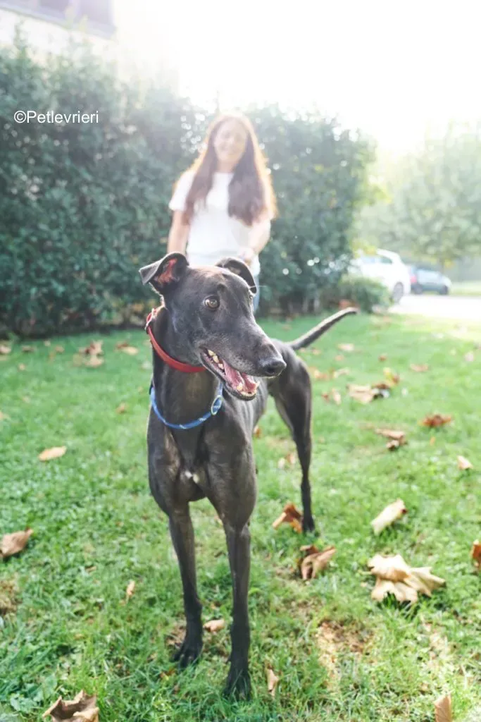 Dizzie pet levrieri greyhound6 683x1024 1