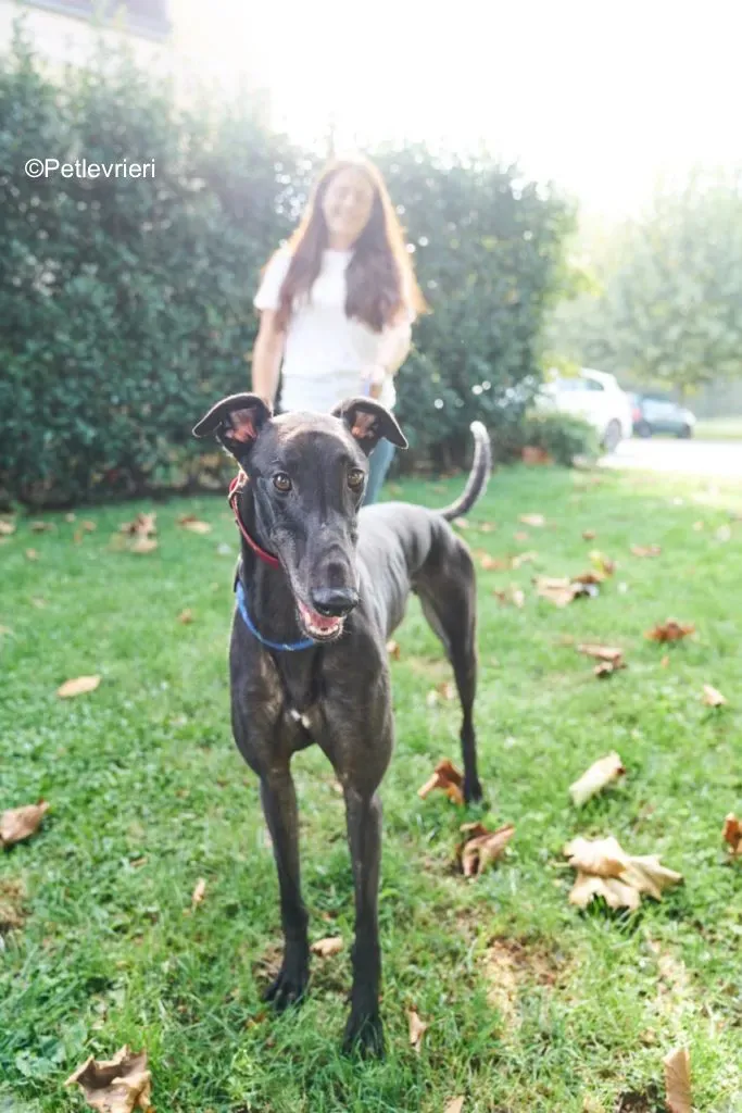 Dizzie pet levrieri greyhound7 683x1024 1