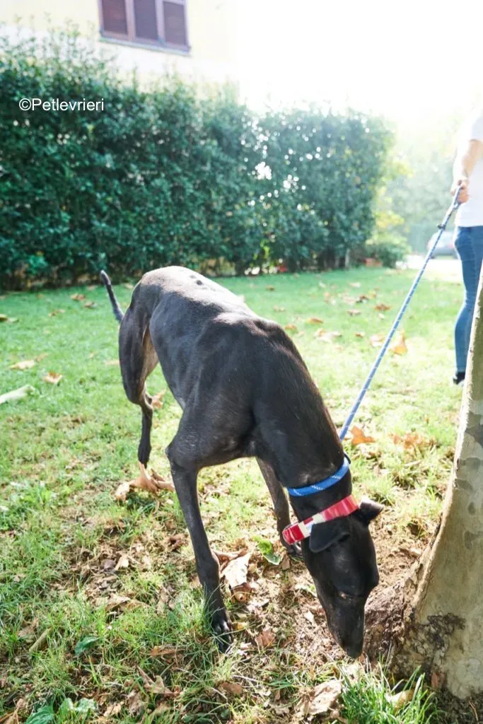 Dizzie pet levrieri greyhound8 683x1024 1