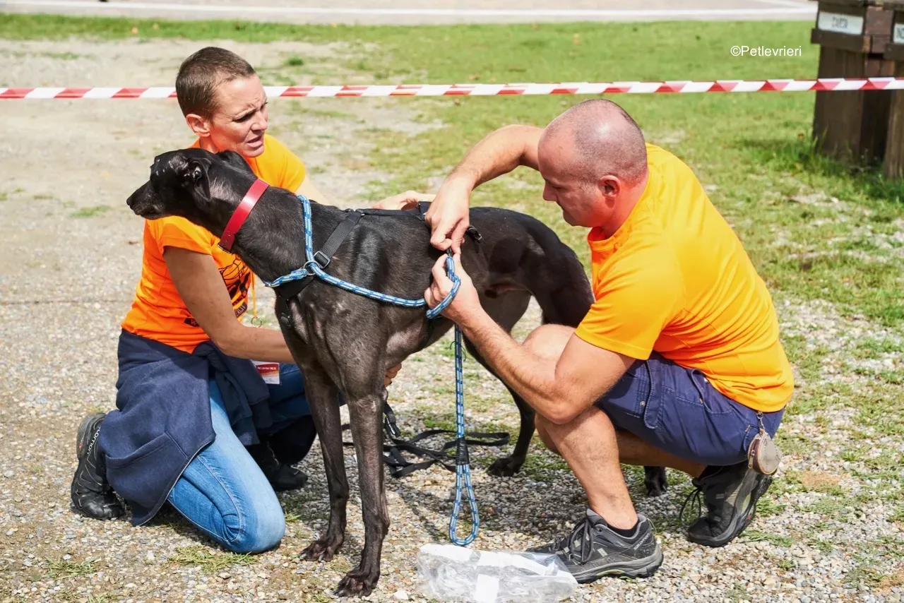 Dizzie pet levrieri greyhound9 1