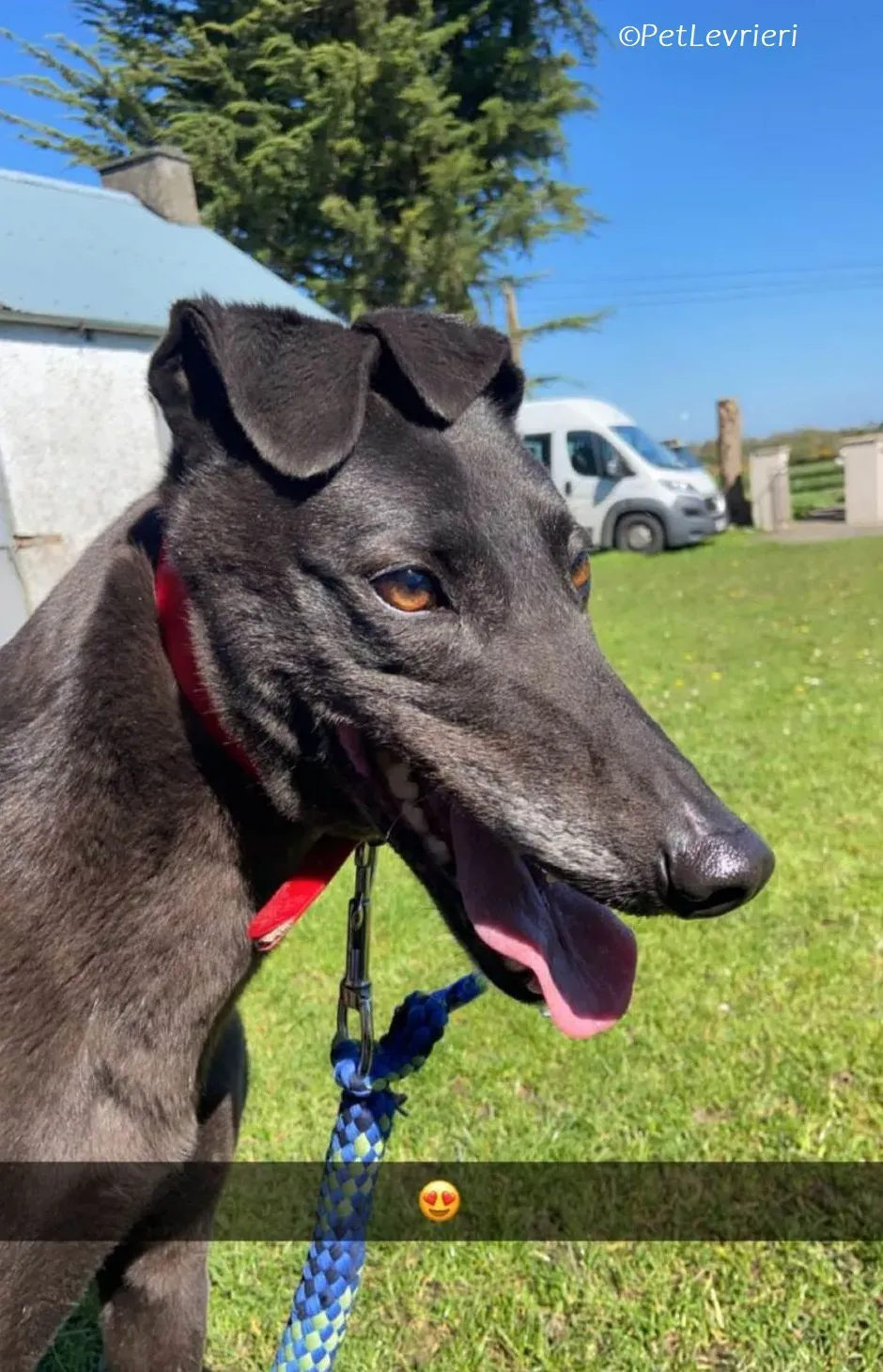 Django adozione levrieri greyhound 1