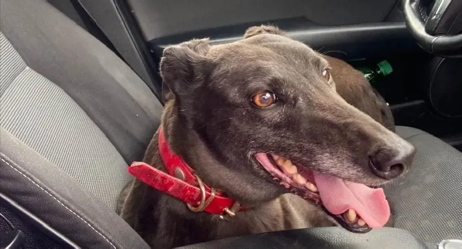 Django adozione levrieri greyhound 2 e1684656107274