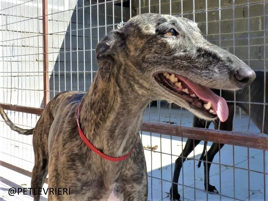 Djerba adozione levrieri galgo 00