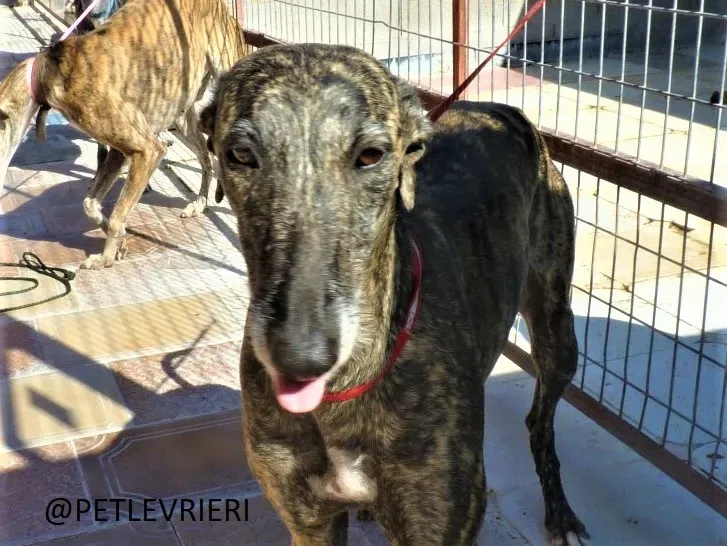 Djerba adozione levrieri galgo 01