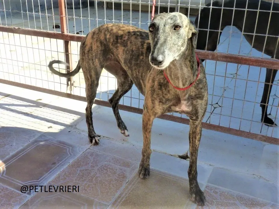 Djerba adozione levrieri galgo 02