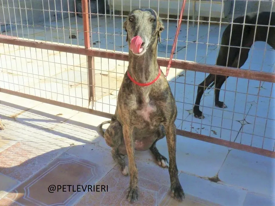 Djerba adozione levrieri galgo 03
