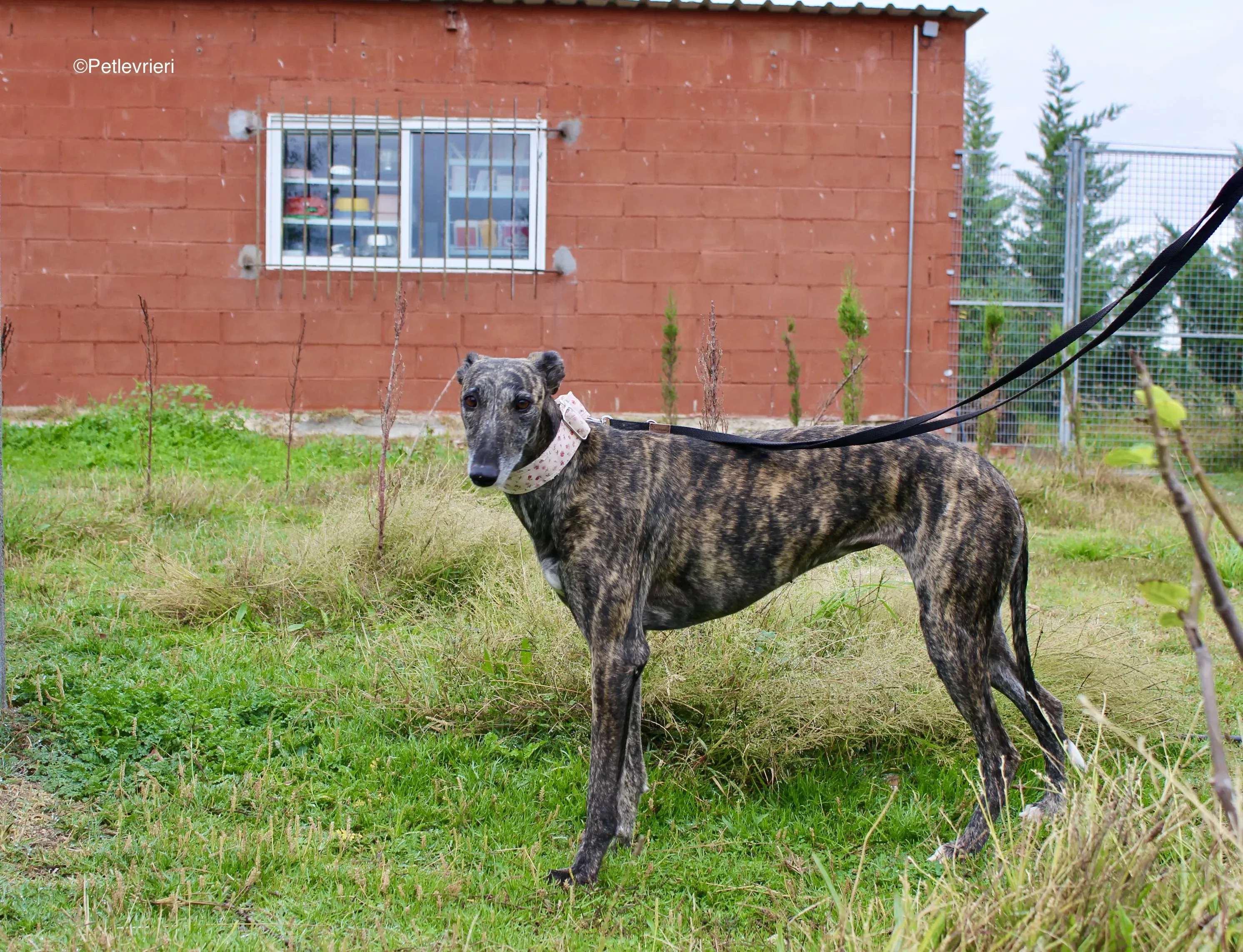 Djerba adozioni levrieri gelgo 00