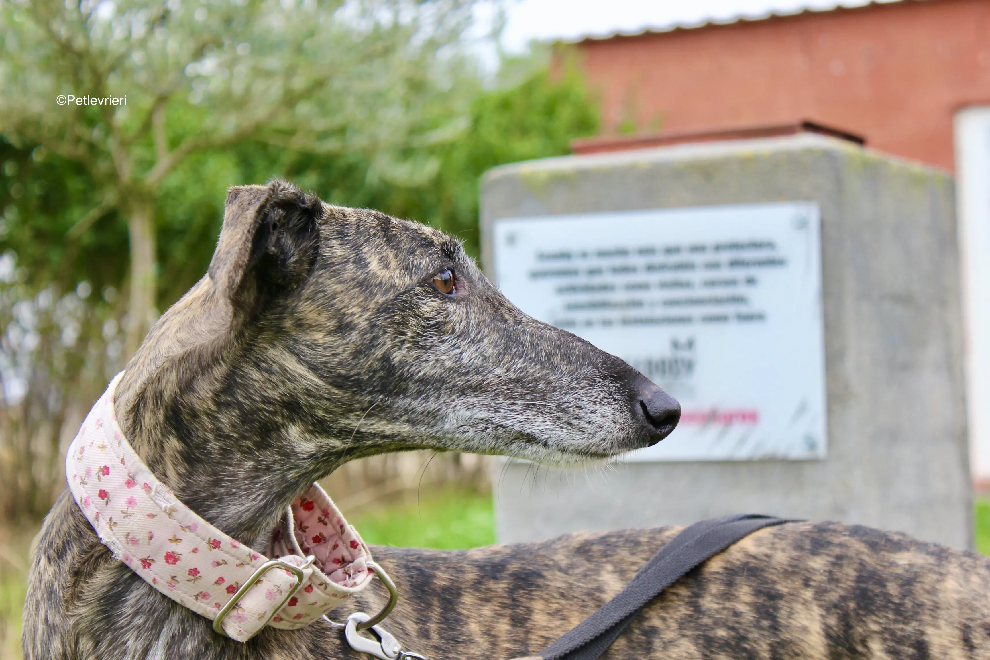 Djerba adozioni levrieri gelgo 01