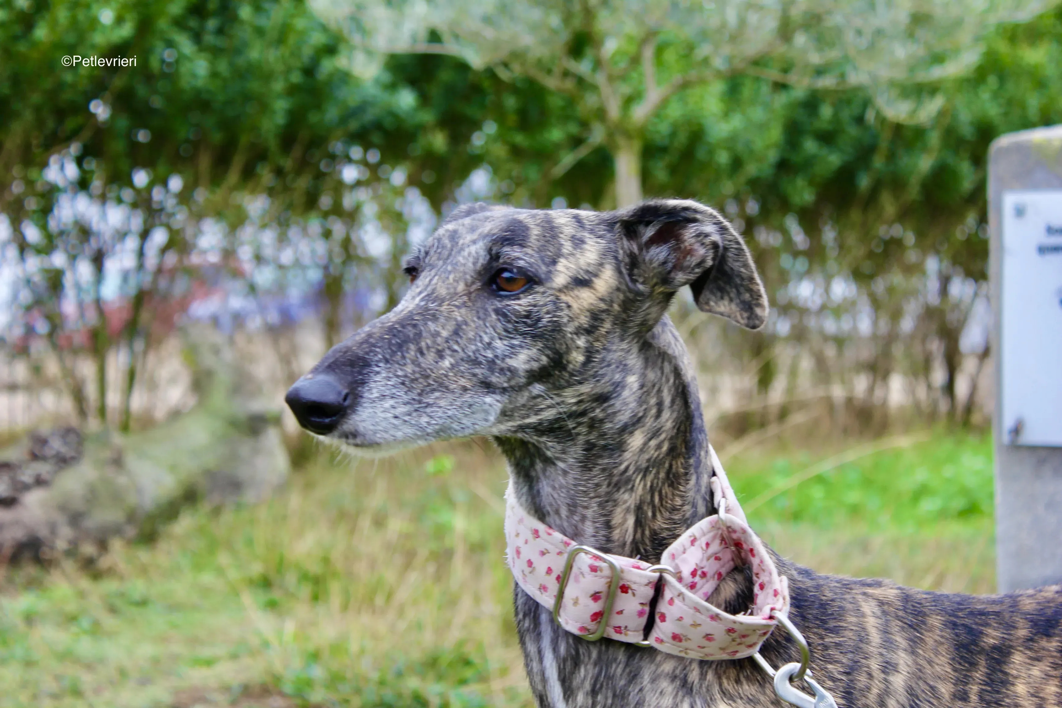 Djerba adozioni levrieri gelgo 02