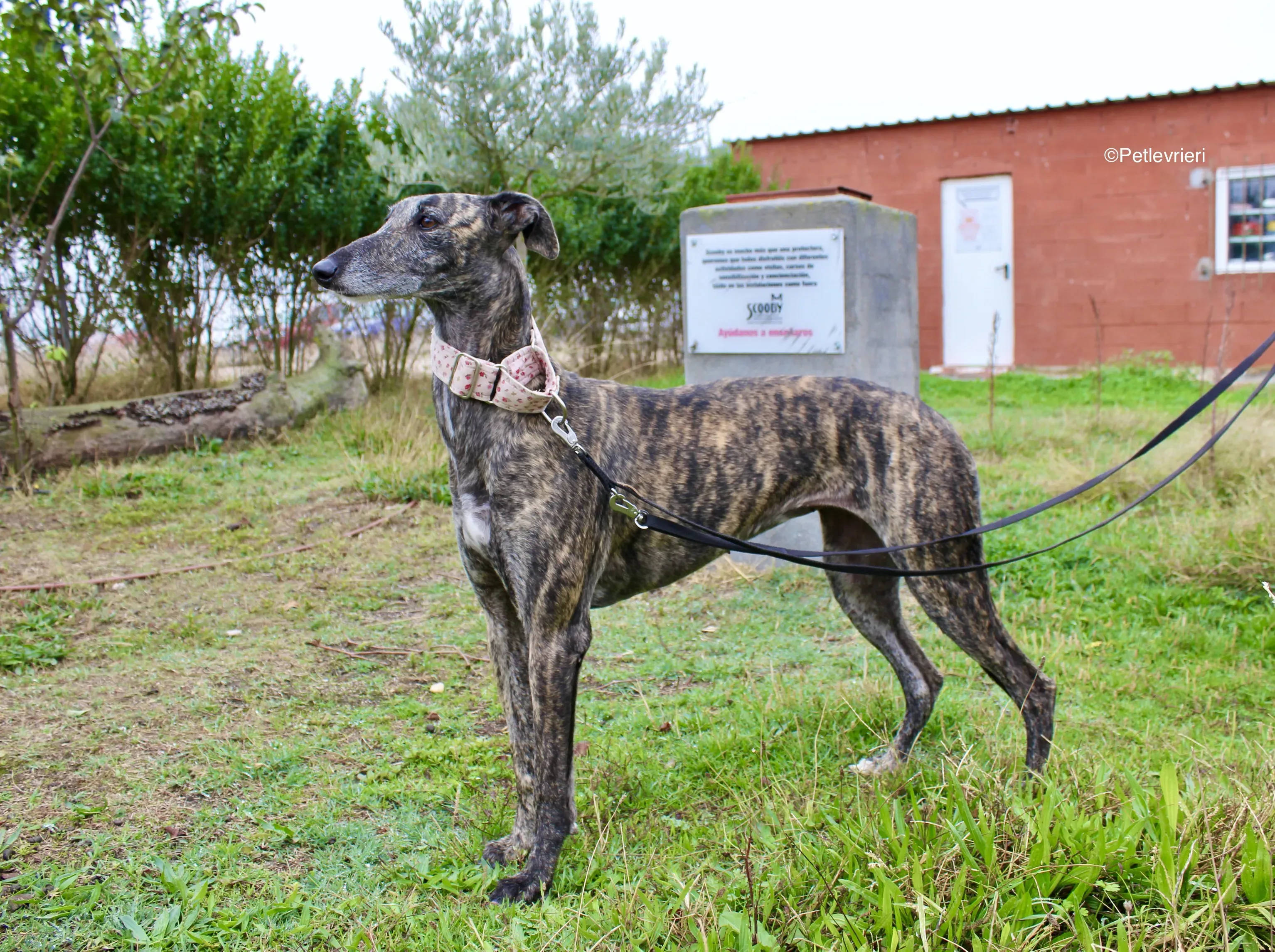 Djerba adozioni levrieri gelgo 03