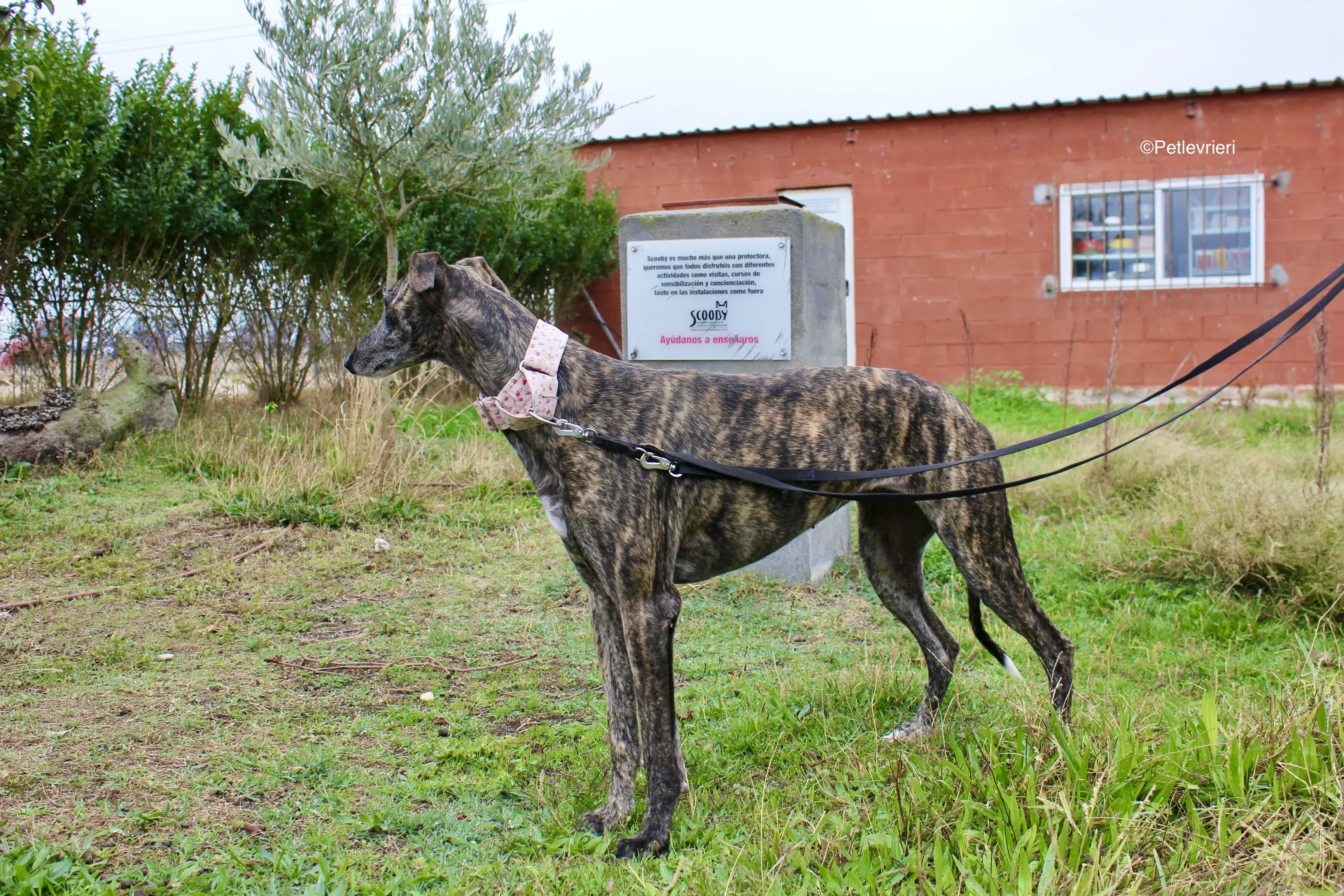 Djerba adozioni levrieri gelgo 04