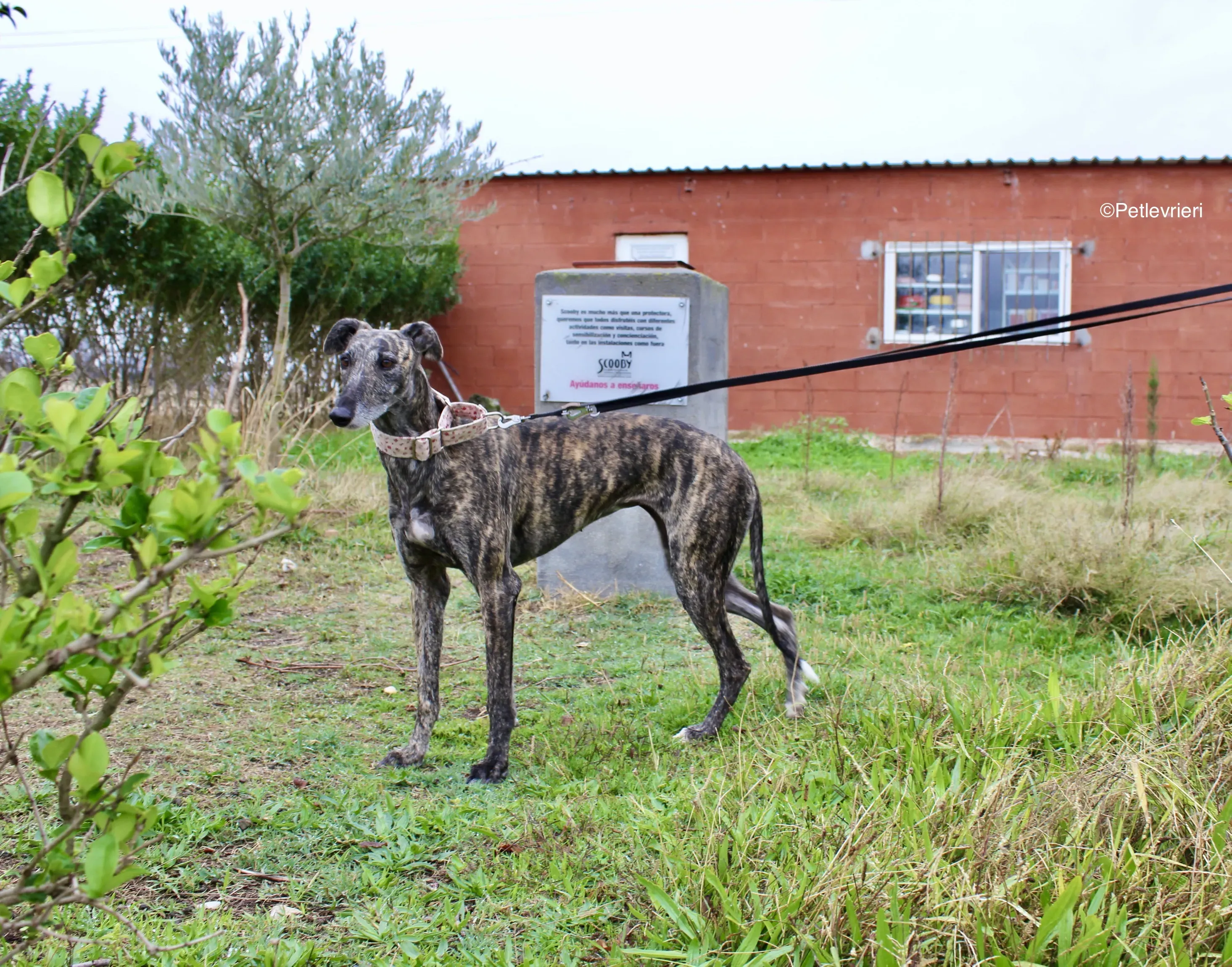 Djerba adozioni levrieri gelgo 05