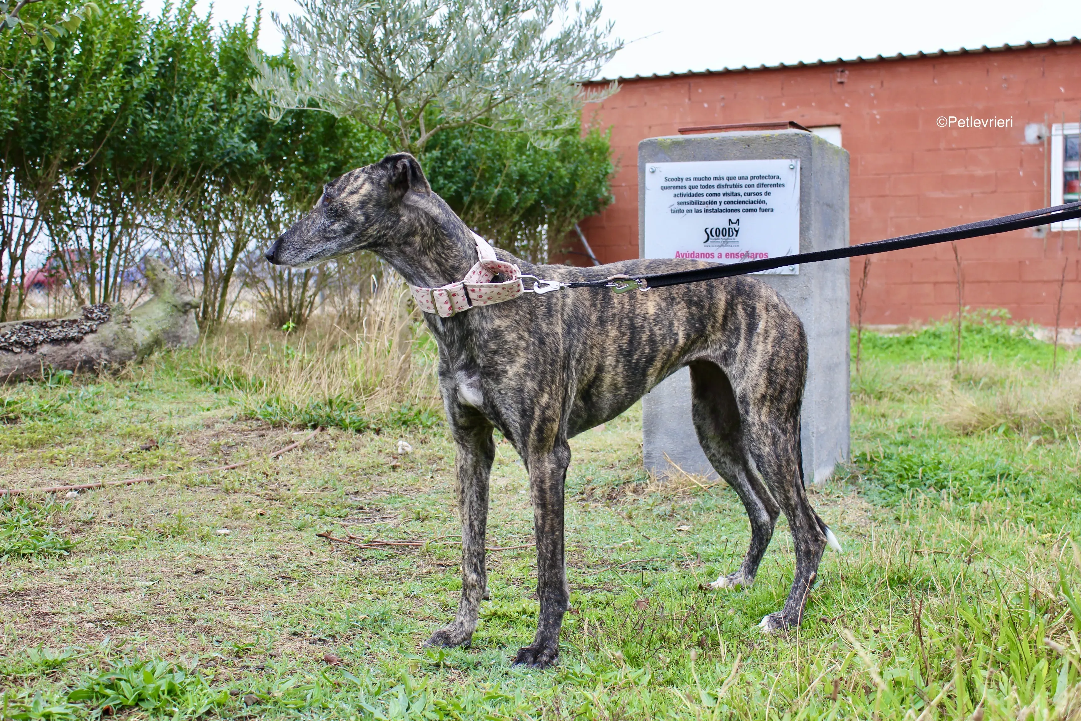 Djerba adozioni levrieri gelgo 06