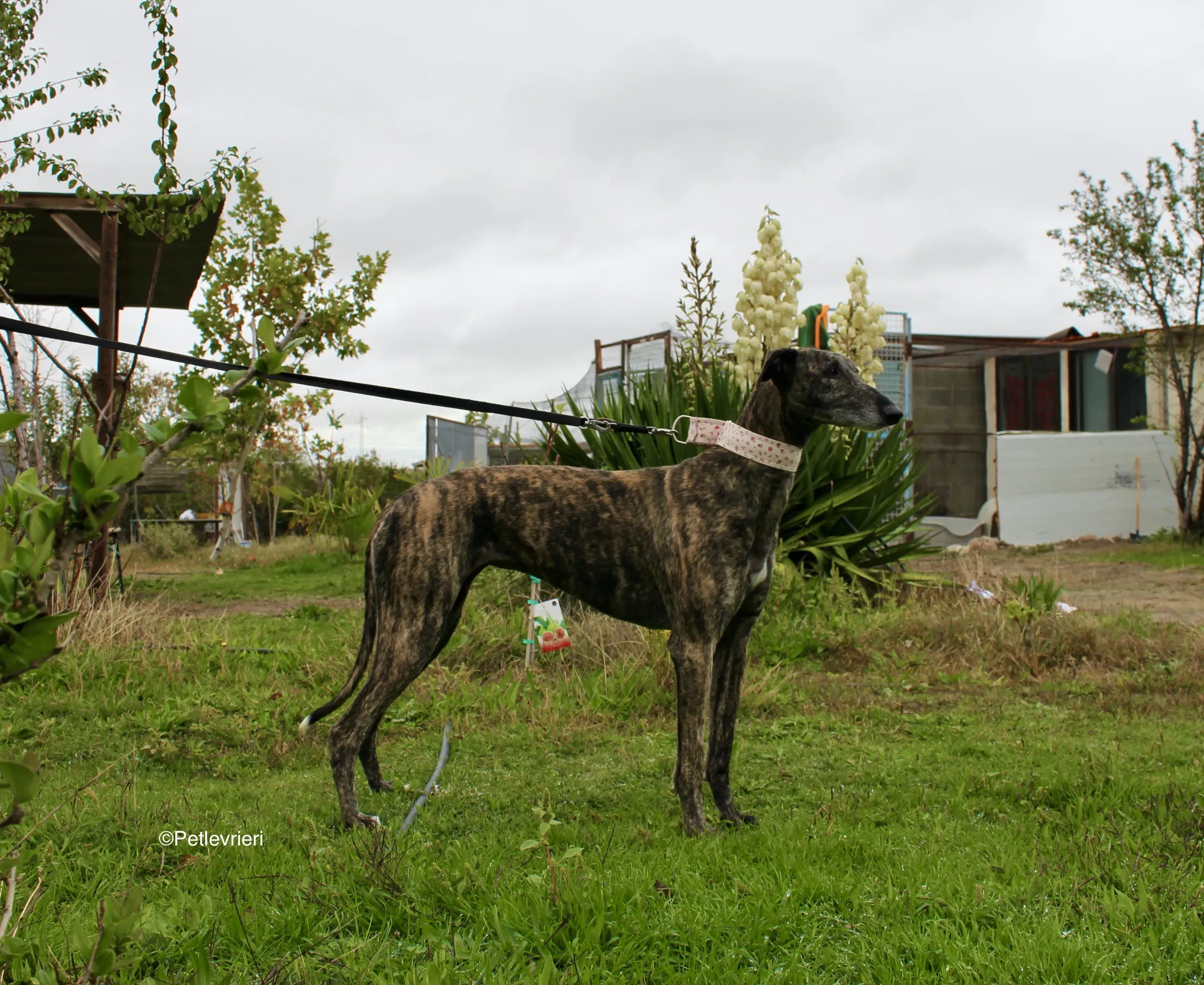 Djerba adozioni levrieri gelgo 07