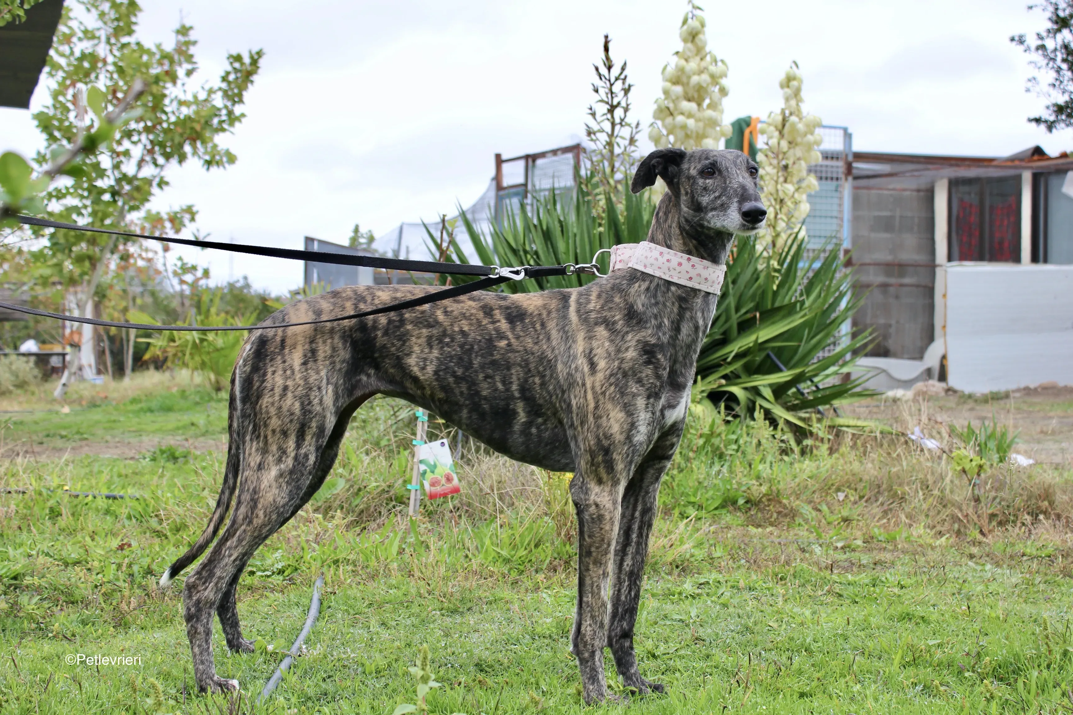 Djerba adozioni levrieri gelgo 08