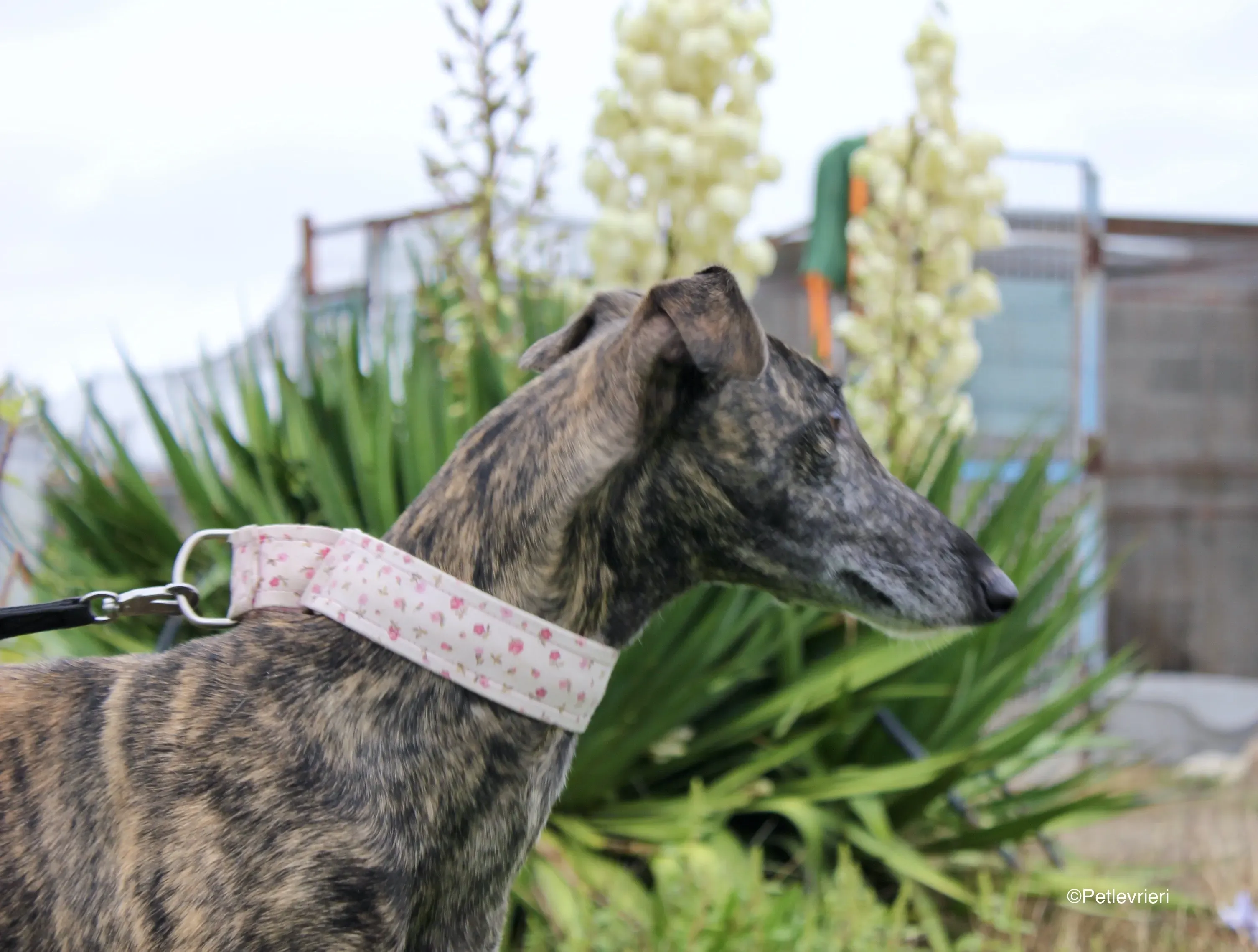 Djerba adozioni levrieri gelgo 09