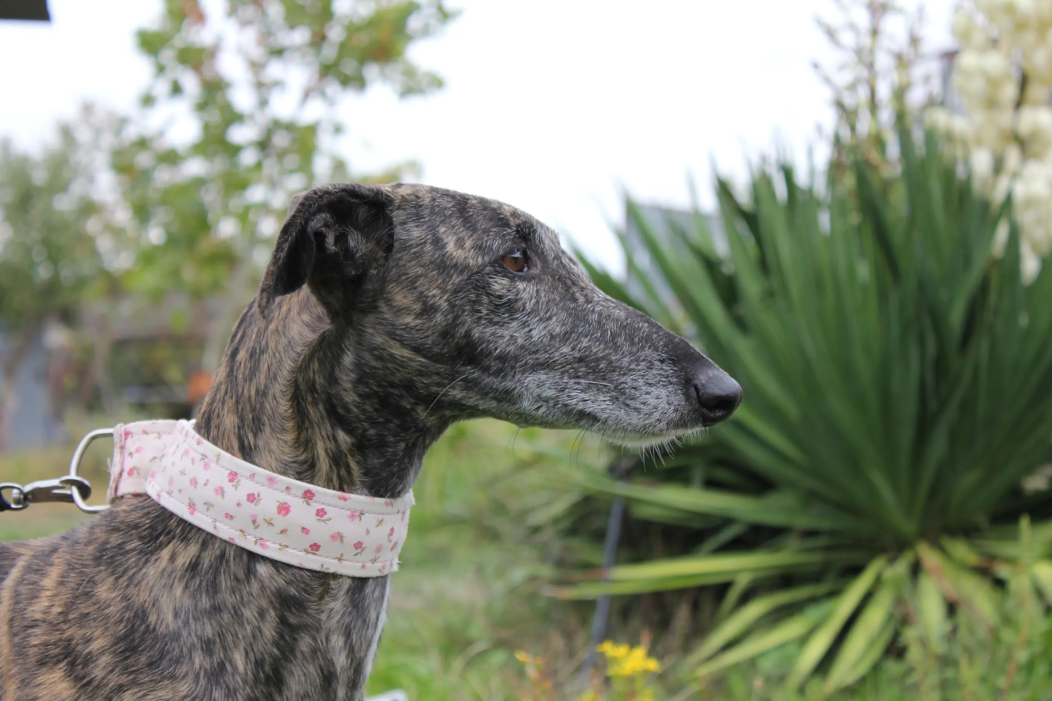 Djerba adozioni levrieri gelgo 10